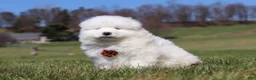 Samoyed dogs for sale: Bear - Ad 4