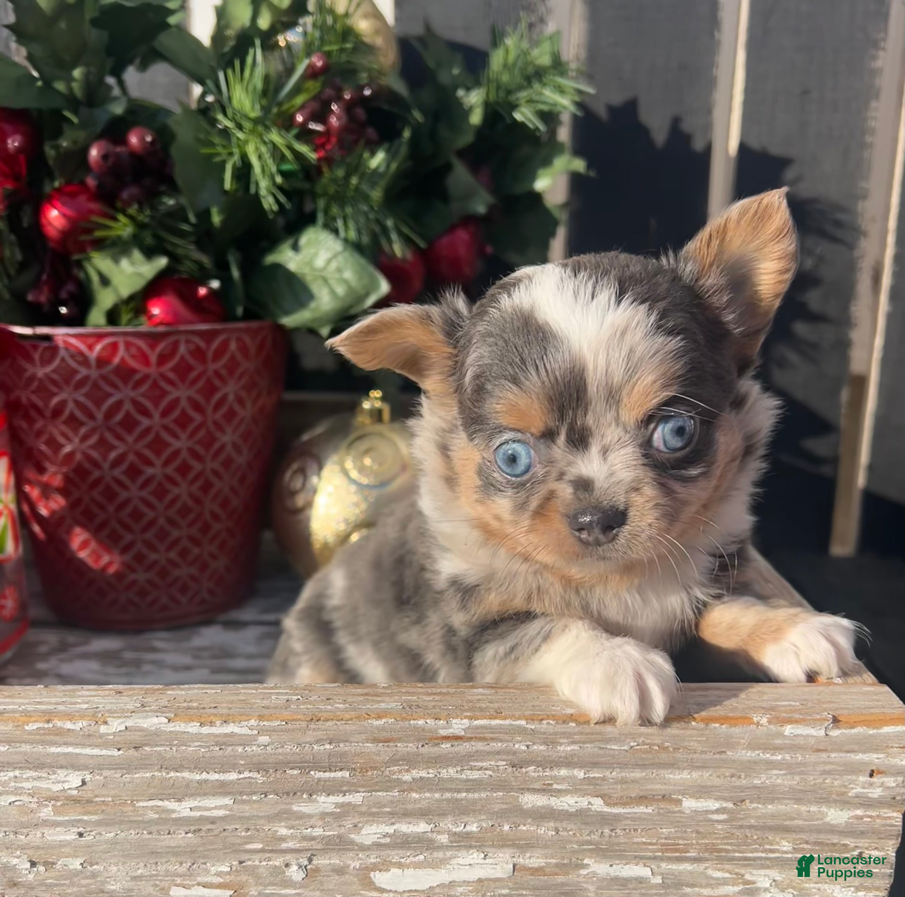 Chihuahua dogs Rusty - Ad 8