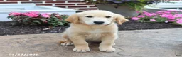 Golden Retriever dogs for sale: Milford - Ad 3