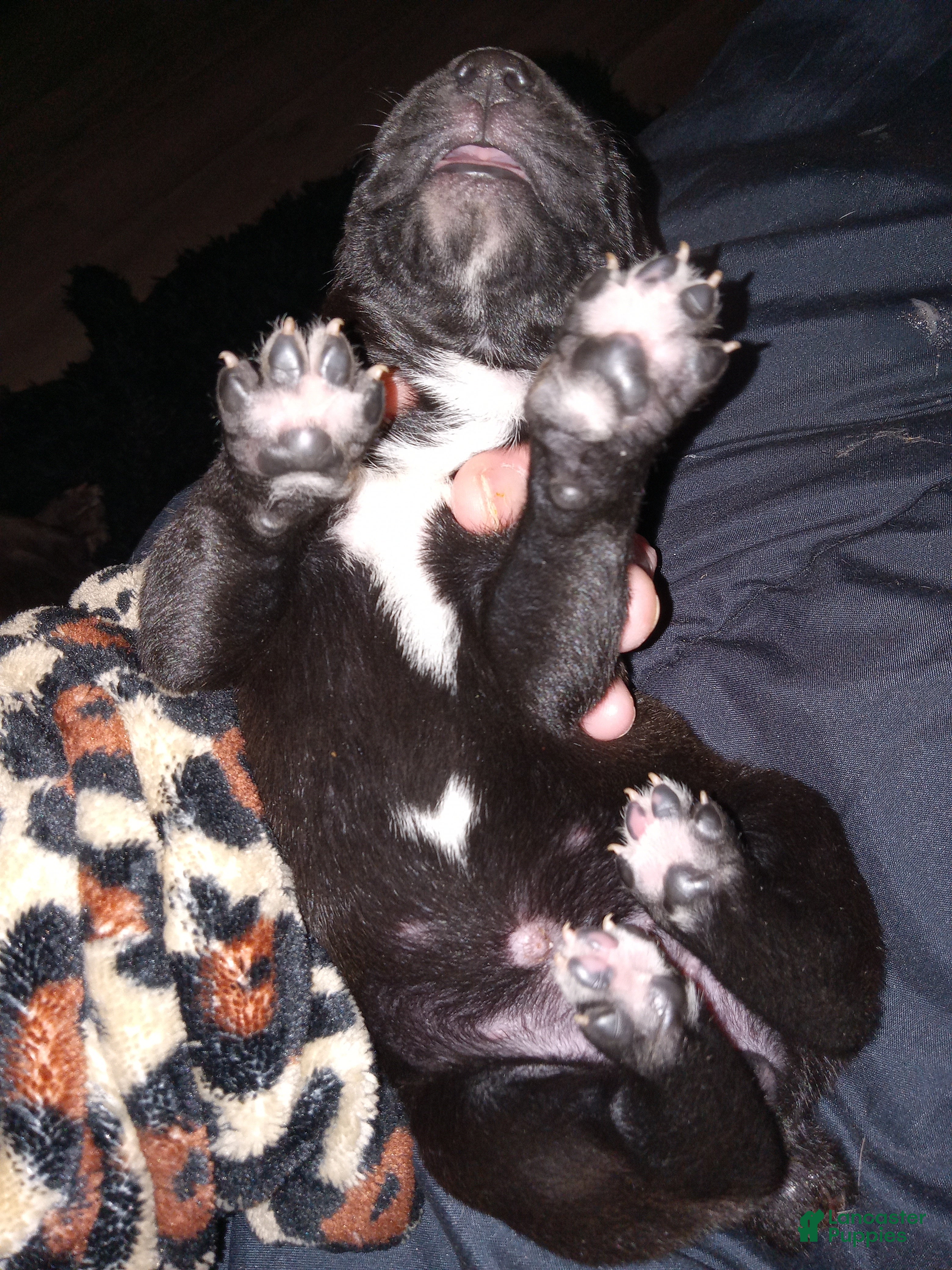 Daniff dogs LOVE-Daniff Puppy 8 - Ad 8
