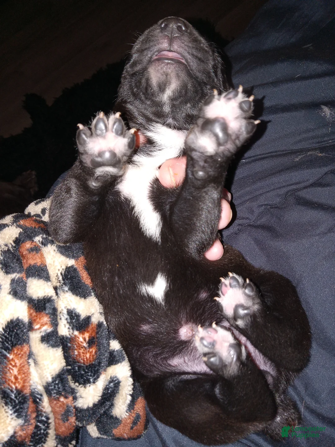 Daniff dogs for sale: LOVE-Daniff Puppy 8 - Ad 1