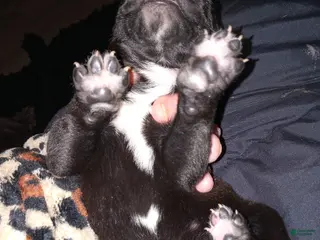 Daniff dogs LOVE-Daniff Puppy 8 - Ad 4