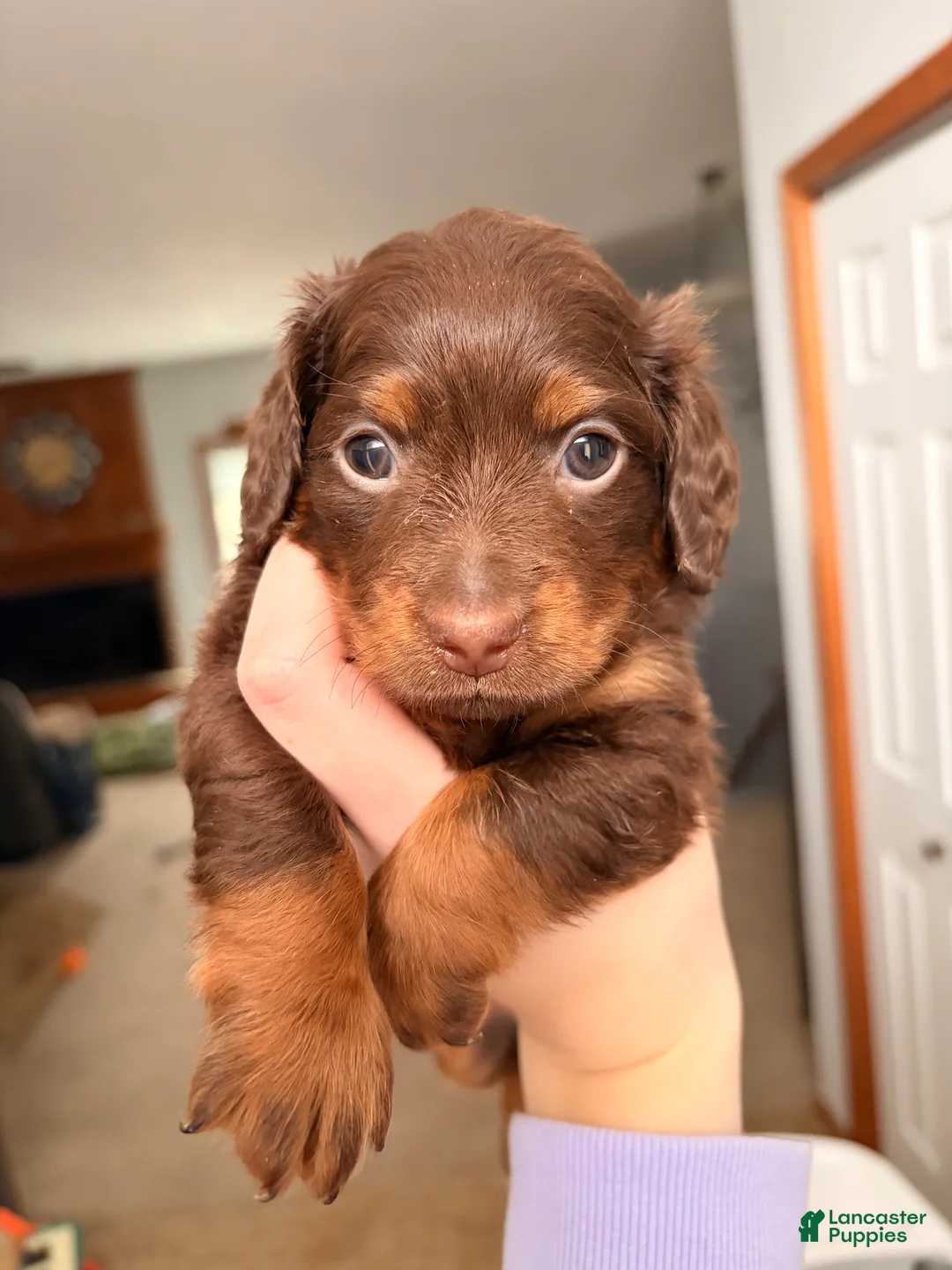 Miniature Dachshund dogs for sale: Dobber  - Ad 2