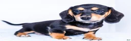 Miniature Dachshund dogs for sale: Nate - Ad 3