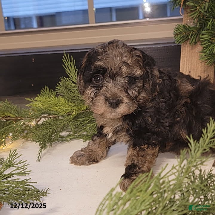 Mixed Breed dogs Ruger - Ad 26