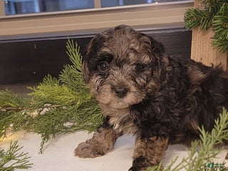 Mixed Breed dogs Ruger - Ad 15