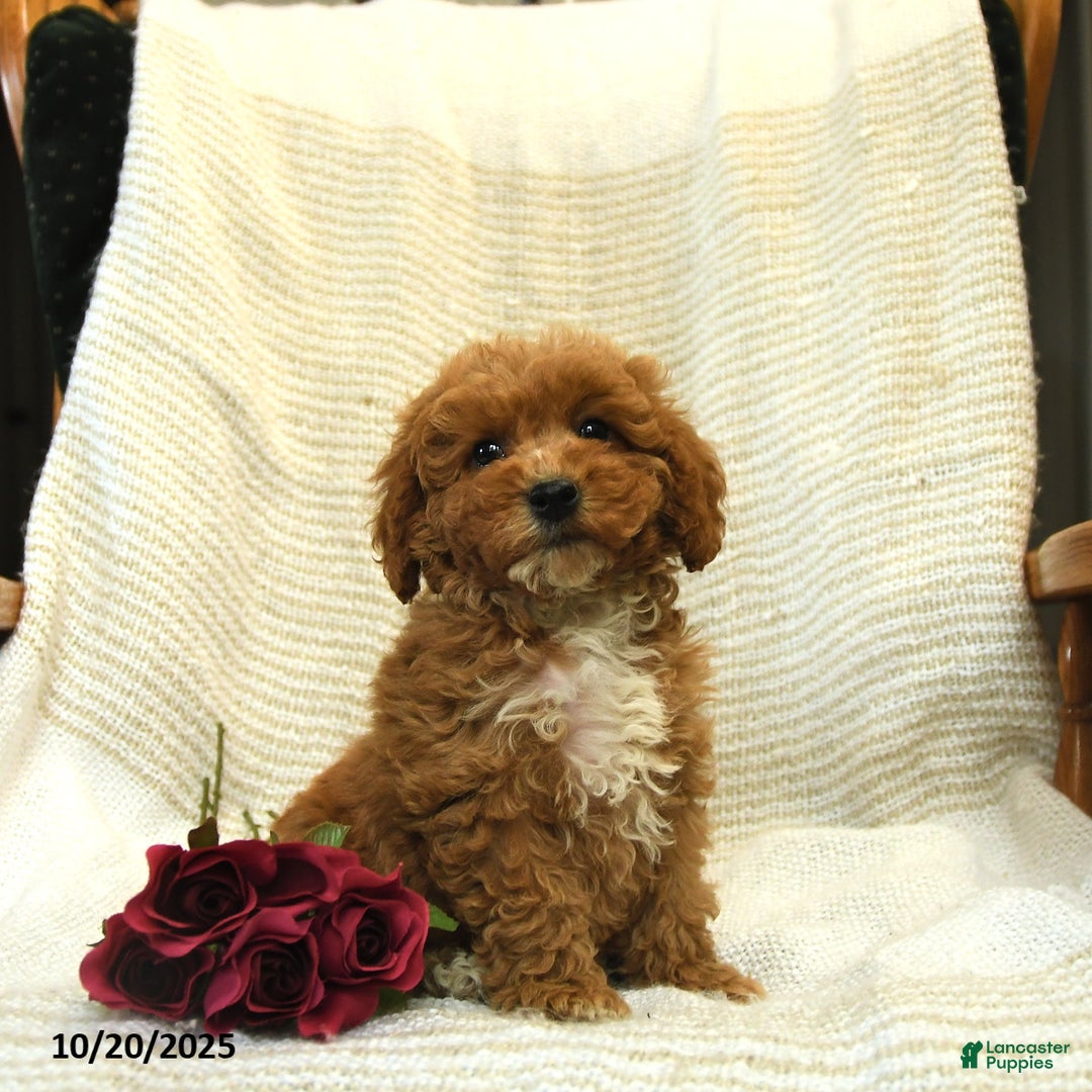 Cockapoo dogs for sale: Cindy - Ad 6