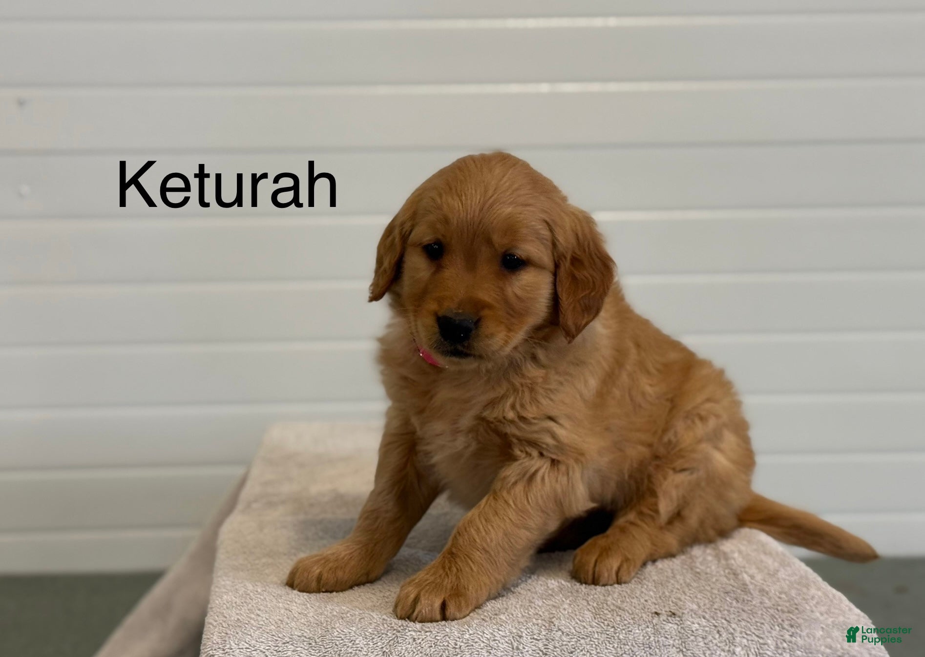 Golden Retriever dogs Keturah - Ad 1