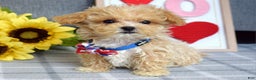 Maltipoo dogs for sale: Axel - Ad 12