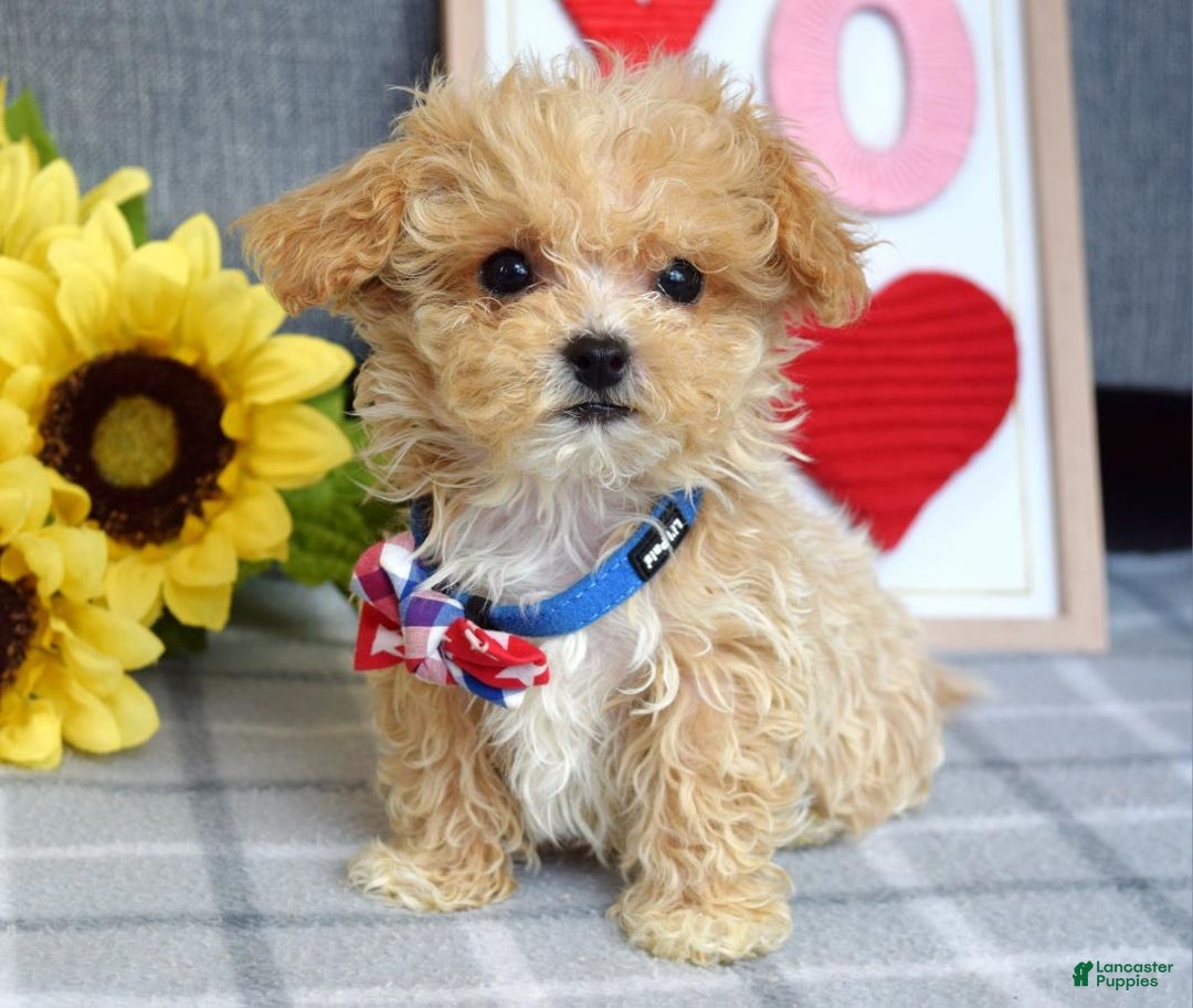 Maltipoo dogs for sale: Axel - Ad 12