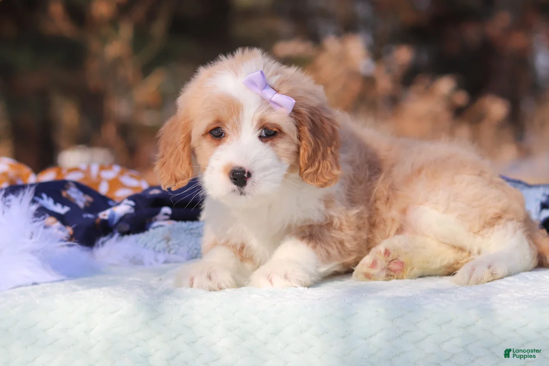 Mini Bernedoodle dogs for sale: Aurora - Ad 7