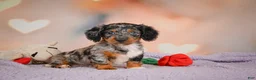 Dachshund dogs for sale: Tatum  - Ad 8