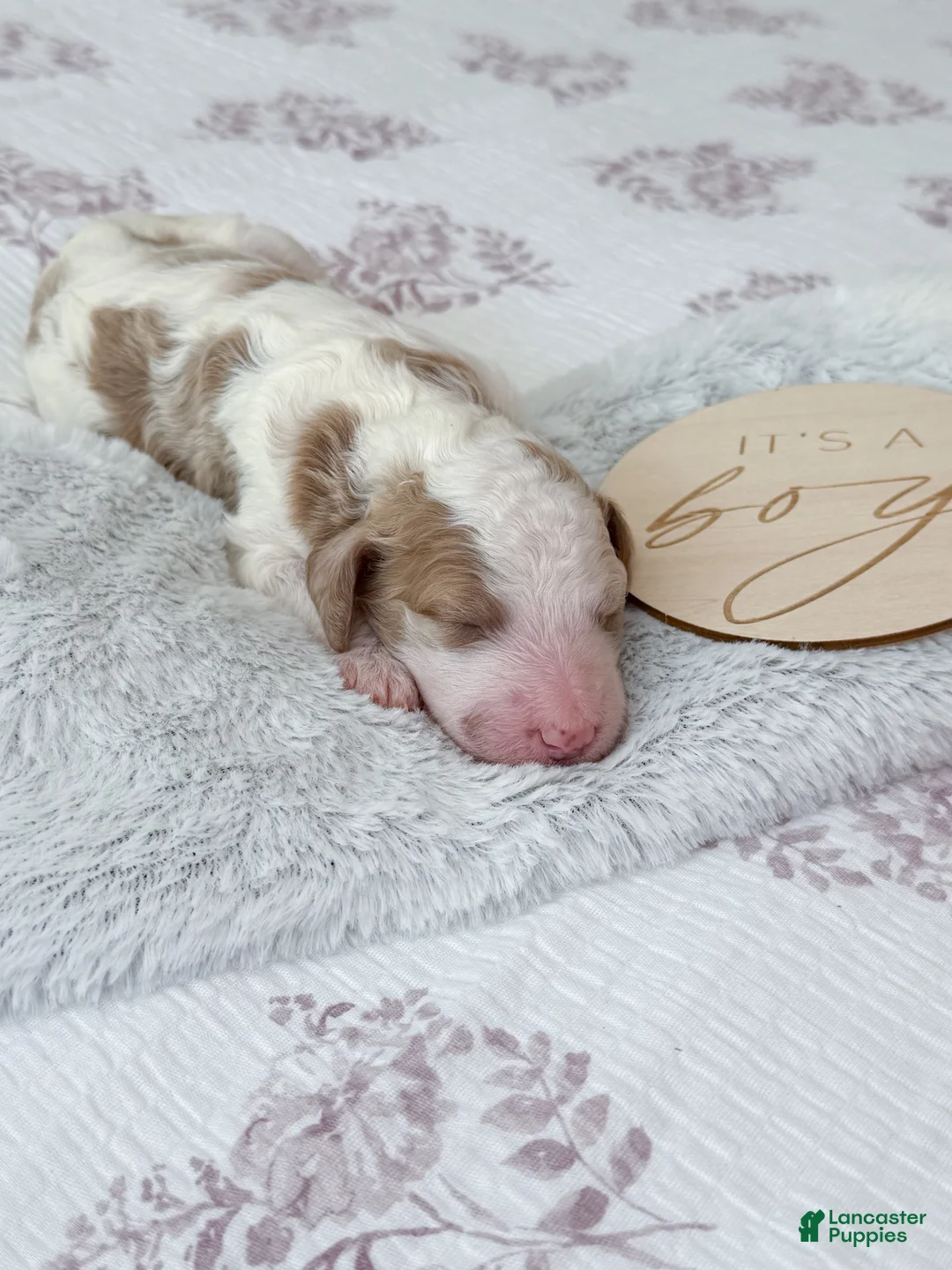 Goldendoodle dogs for sale: Nash - Ad 2