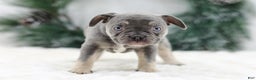 French Bulldog dogs for sale: Iris - Ad 6