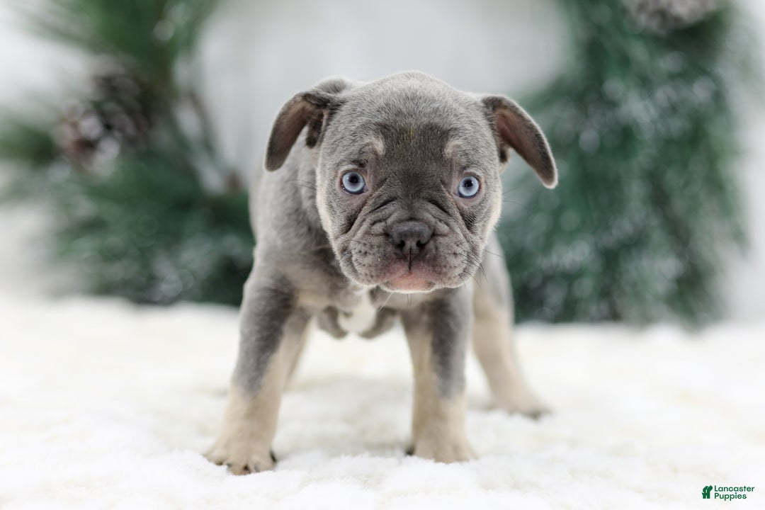 French Bulldog dogs for sale: Iris - Ad 6