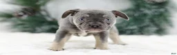 French Bulldog dogs for sale: Iris - Ad 6