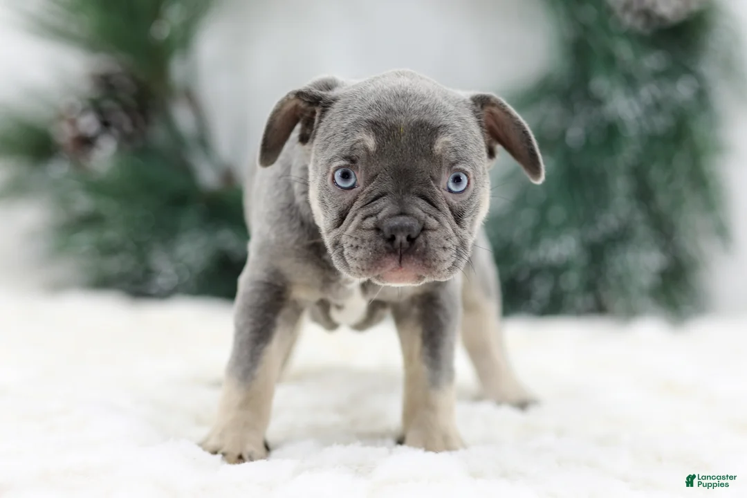French Bulldog dogs for sale: Iris - Ad 6