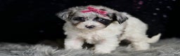 Maltipoo dogs for sale: Prada - Ad 5