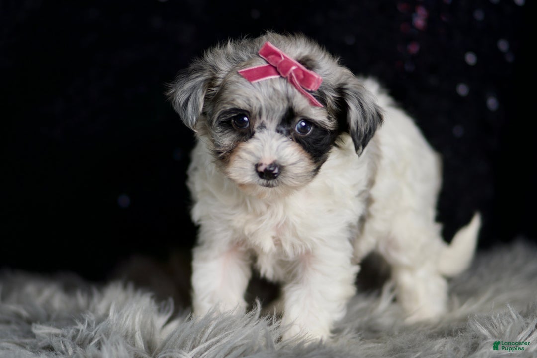 Maltipoo dogs for sale: Prada - Ad 5