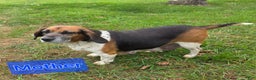 Beagle dogs for sale: Curly - Ad 4