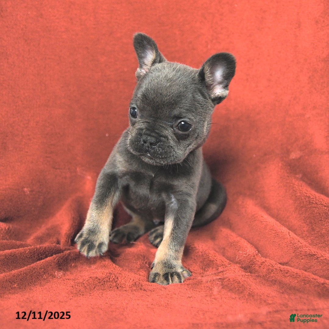 French Bulldog dogs for sale: Molly - Ad 4