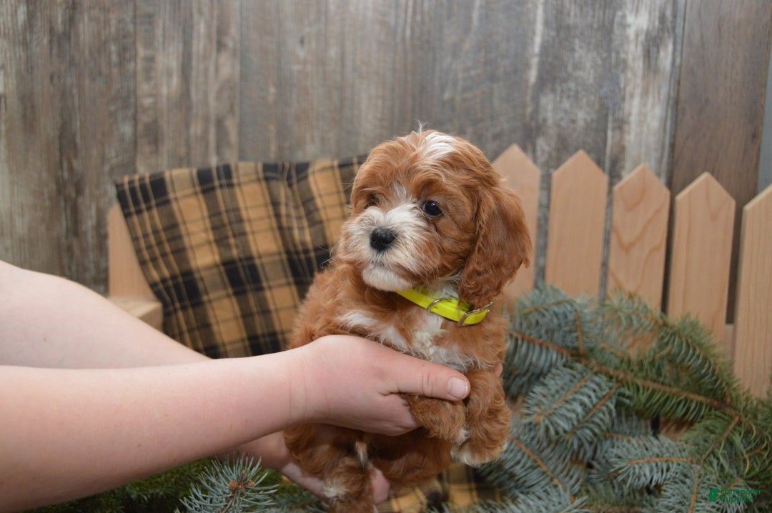 Cavapoo dogs for sale: Kade - Ad 2