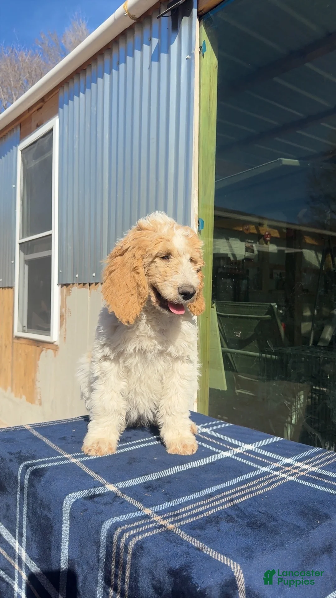 Goldendoodle dogs for sale: Lalita - Ad 2
