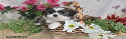 Shih Tzu dogs for sale: Trooper - Ad 3