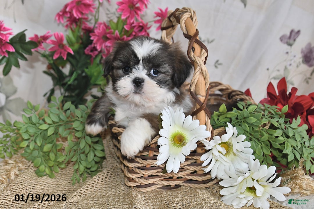 Shih Tzu dogs for sale: Trooper - Ad 3