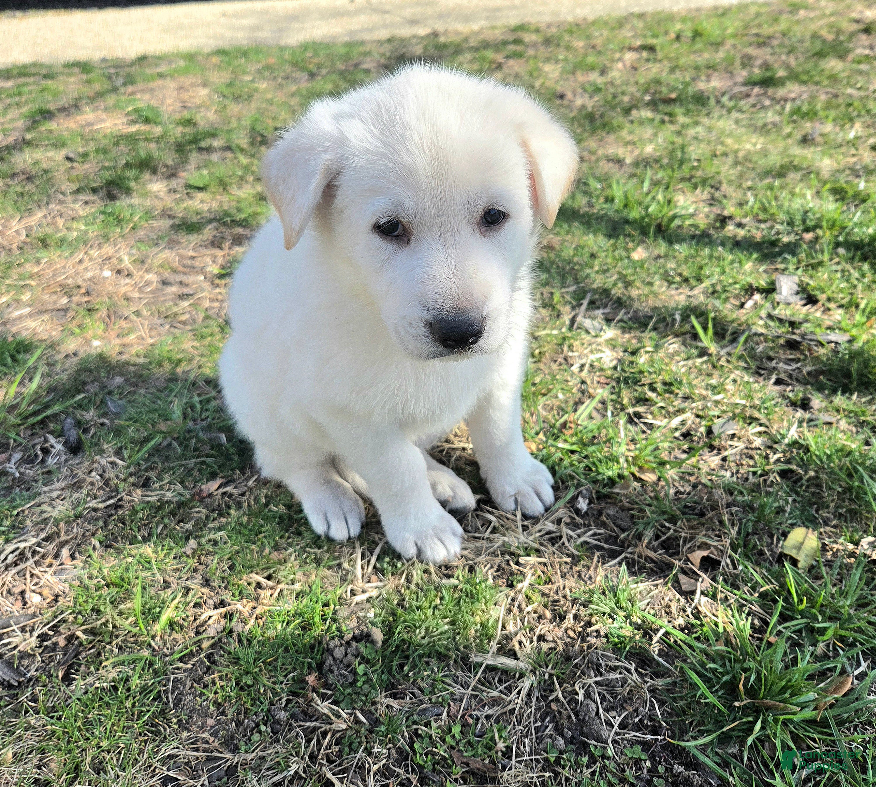 German Shepherd dogs Hans - Ad 2