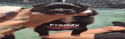 Pomeranian dogs for sale: Freddy - Ad 6