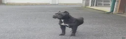 Cane Corso dogs for sale: Bianca - Ad 18