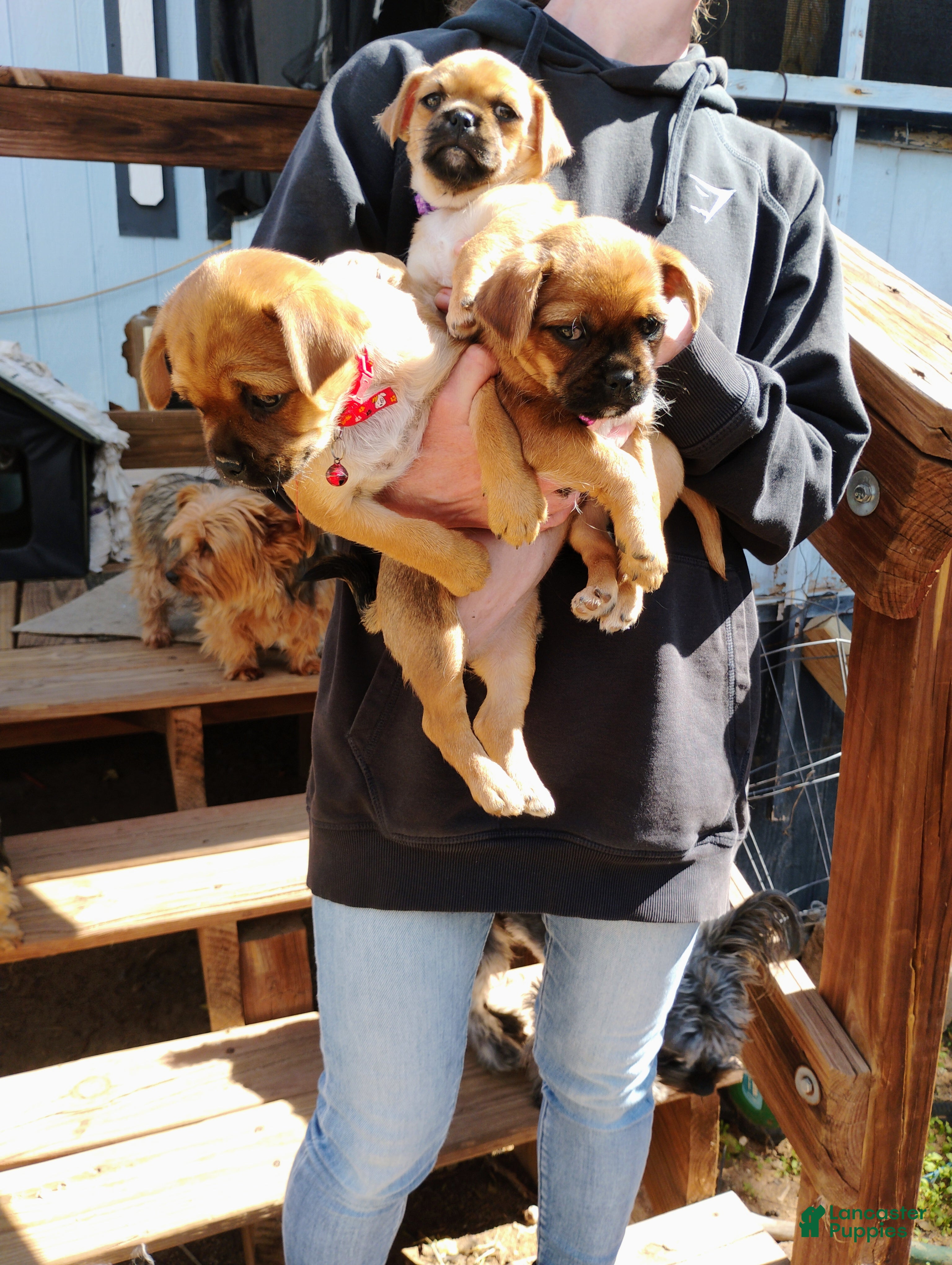 Mixed Breed dogs for sale: Mixed Breed 3 - Ad 42