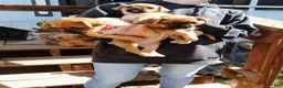 Mixed Breed dogs for sale: Mixed Breed 3 - Ad 1