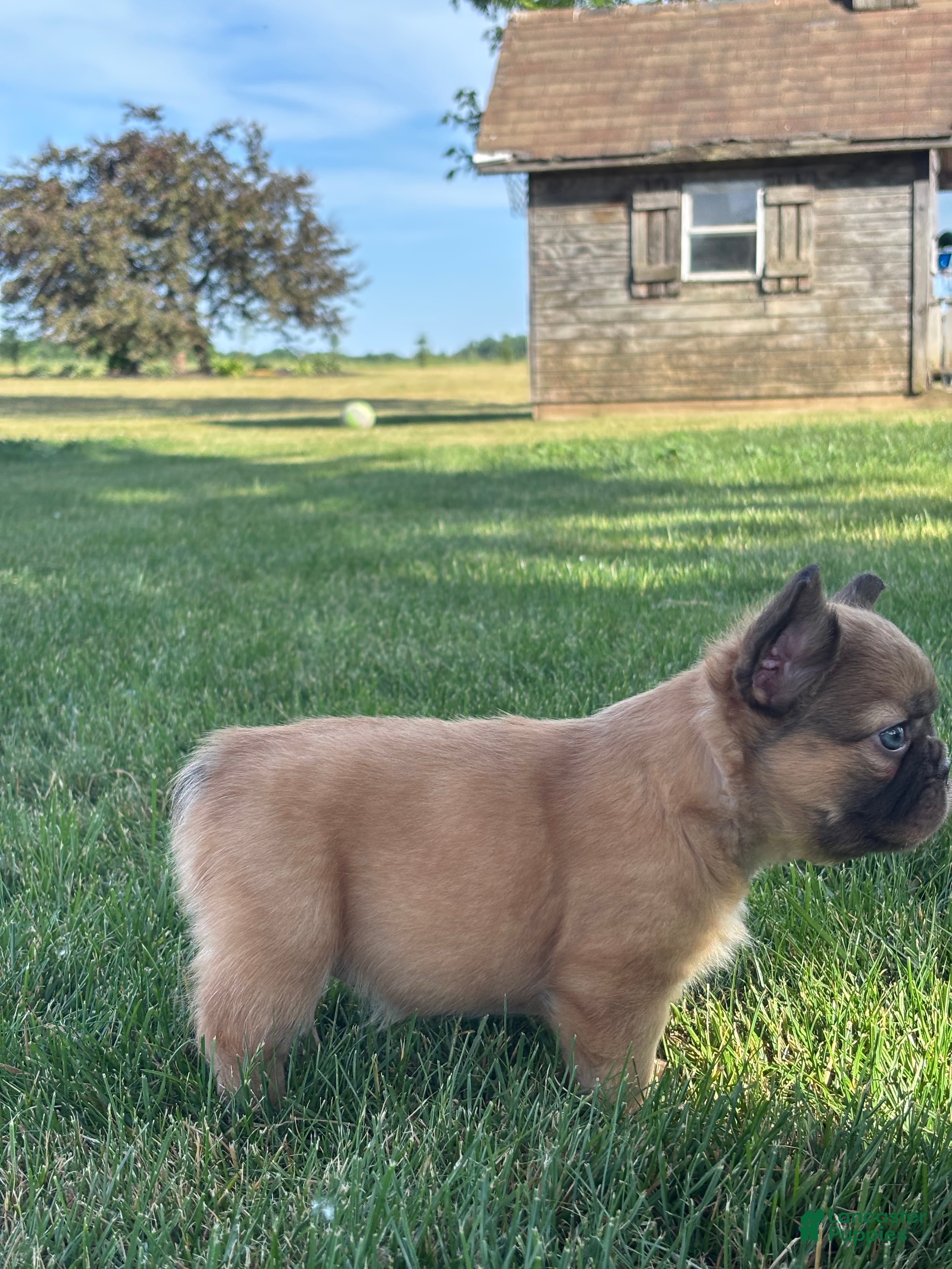 French Bulldog dogs for sale: Happy Fluffy Health Clear - Ad 2