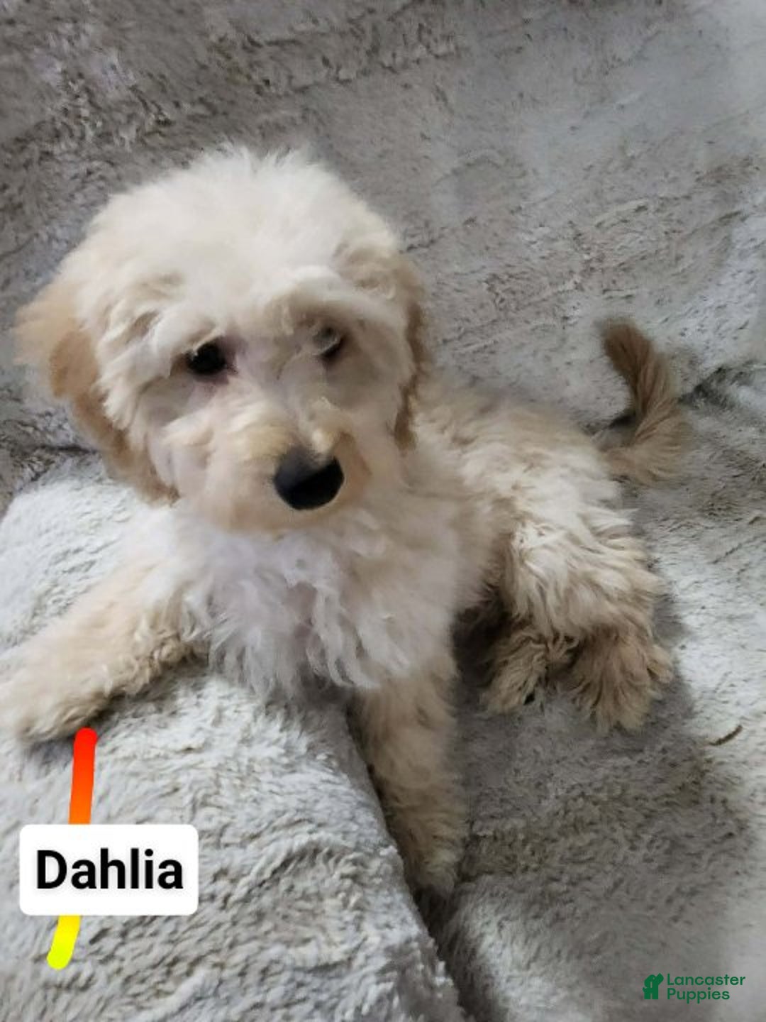 Pomapoo dogs for sale: Dahlia - Ad 7