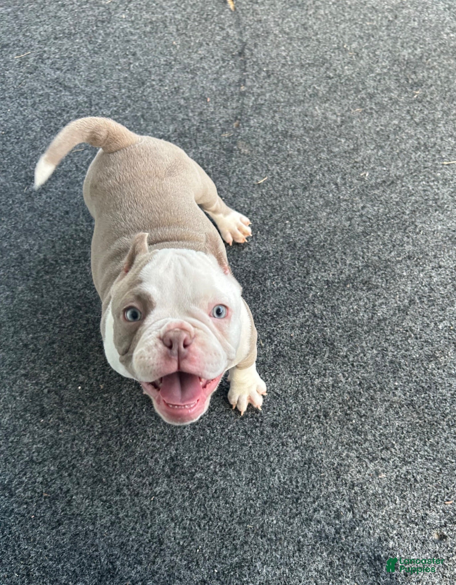 American Bully dogs American Bully 3 - Ad 35