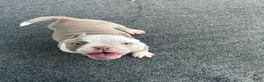 American Bully 3