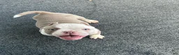 American Bully dogs for sale: American Bully 3 - Ad 1