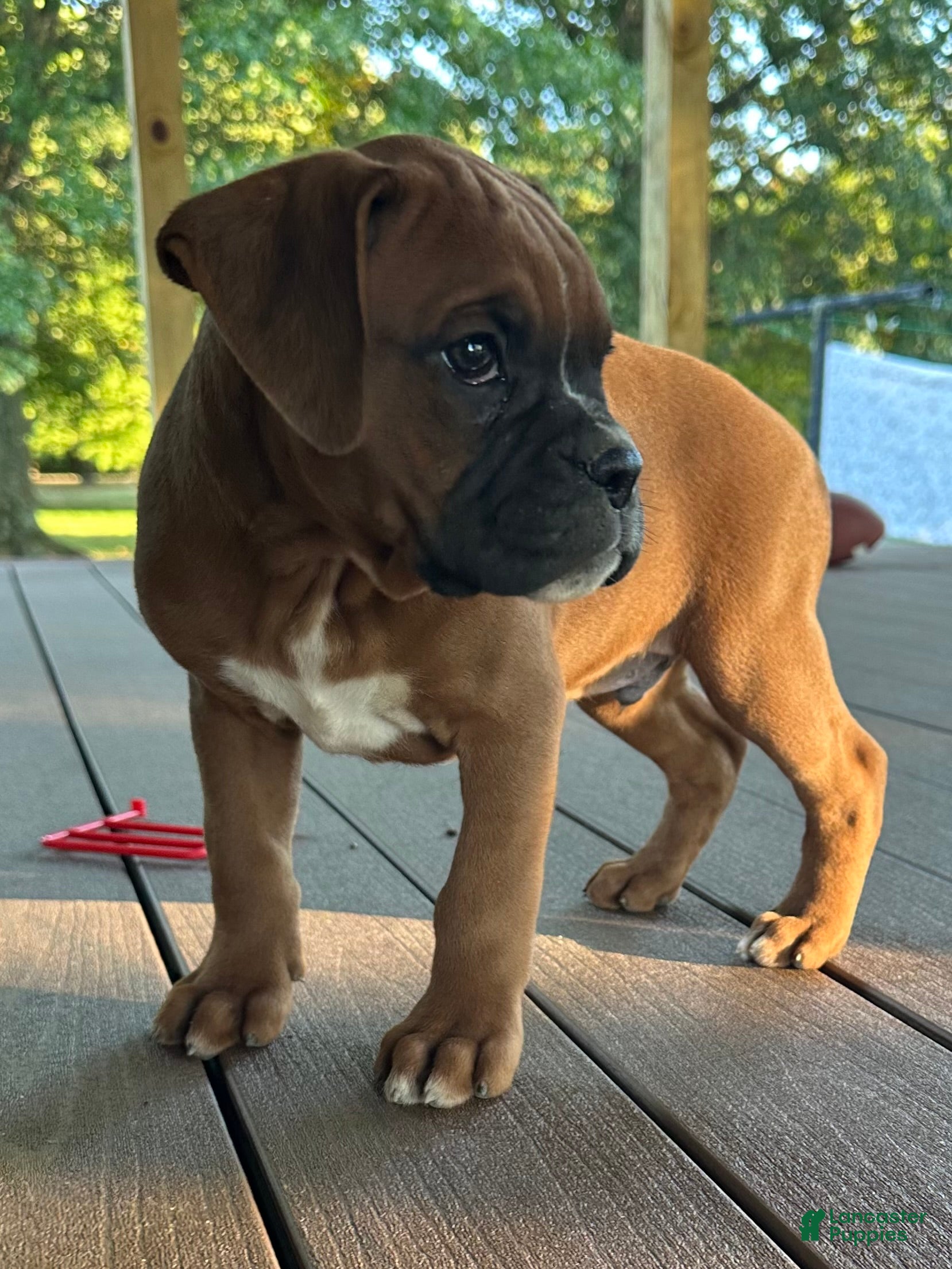Oakes (Boxer, Male) in Smithville, OH
