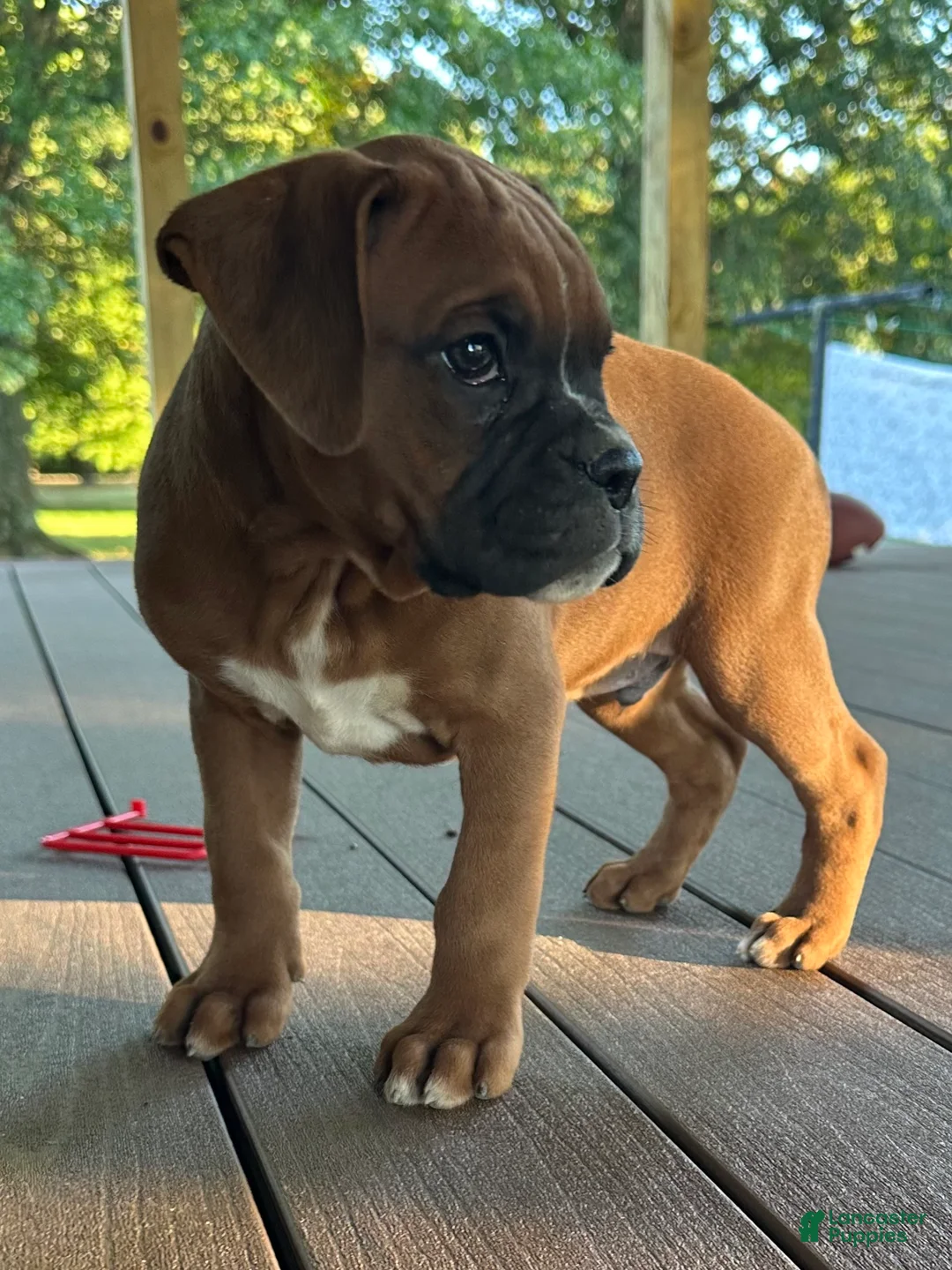 Boxer dogs for sale: Oakes - Ad 1