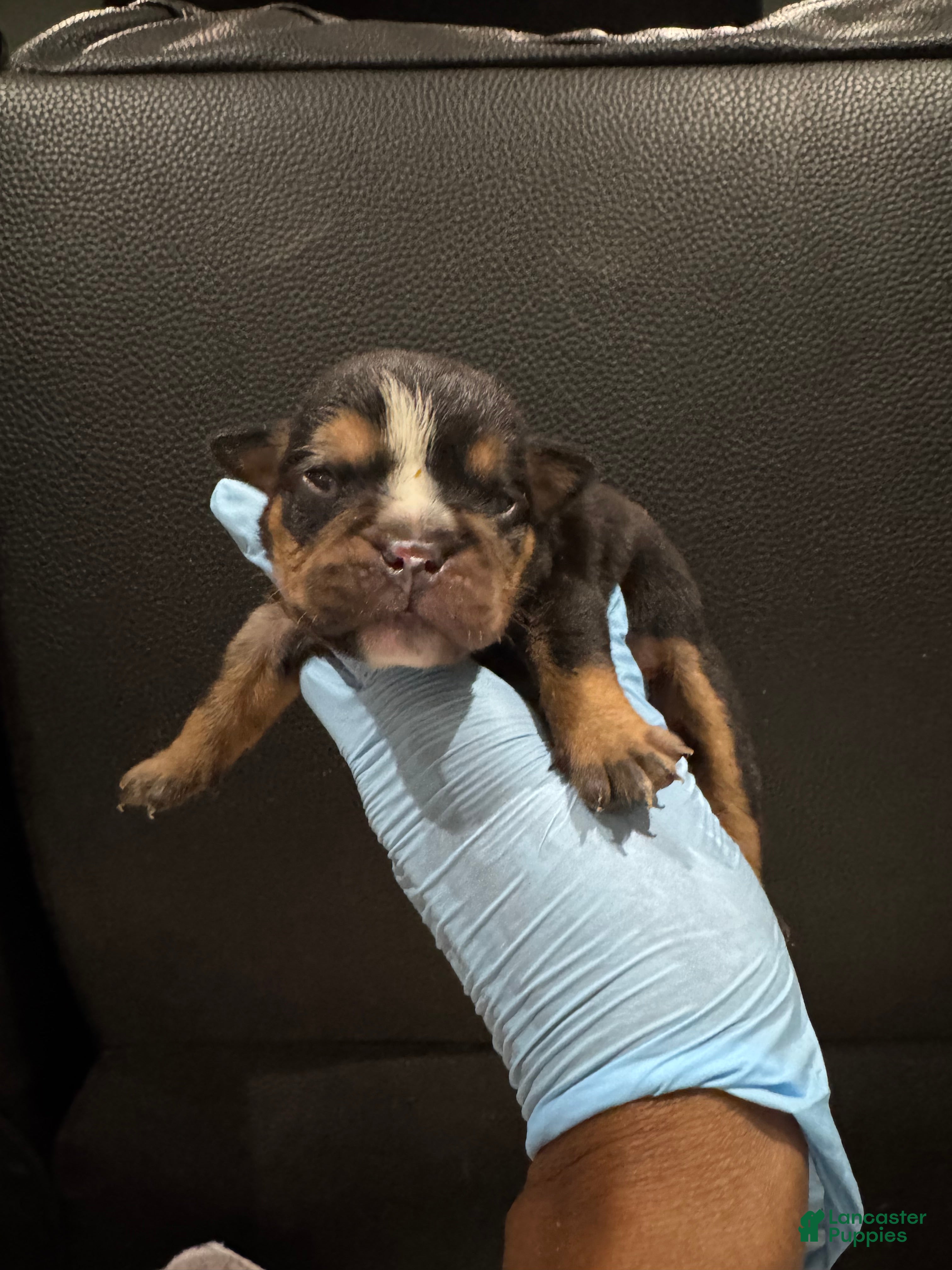 English Bulldog dogs Side Bet - Ad 24