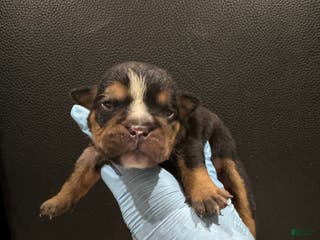 English Bulldog dogs for sale: Side Bet - Ad 1