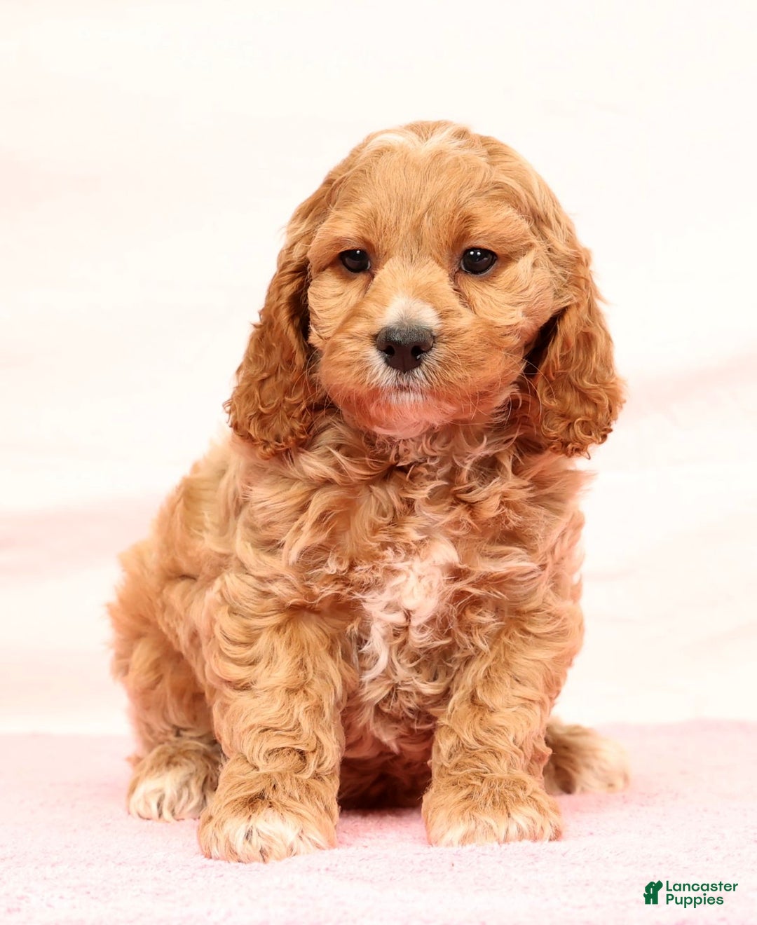 Cockapoo dogs for sale: Omah - Ad 4