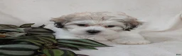 Teddy Bear dogs for sale: Casey - Ad 2