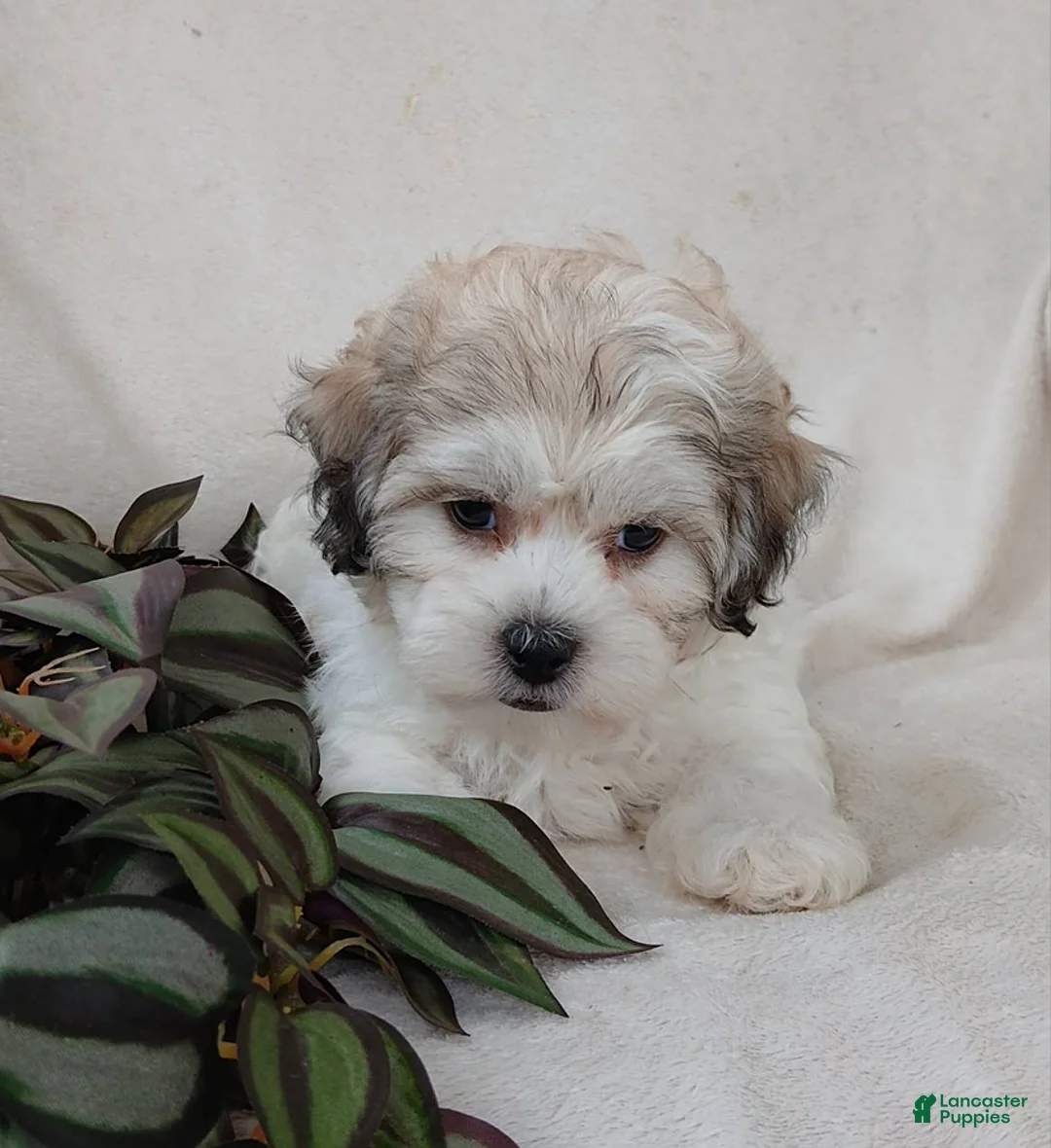 Teddy Bear dogs for sale: Casey - Ad 2
