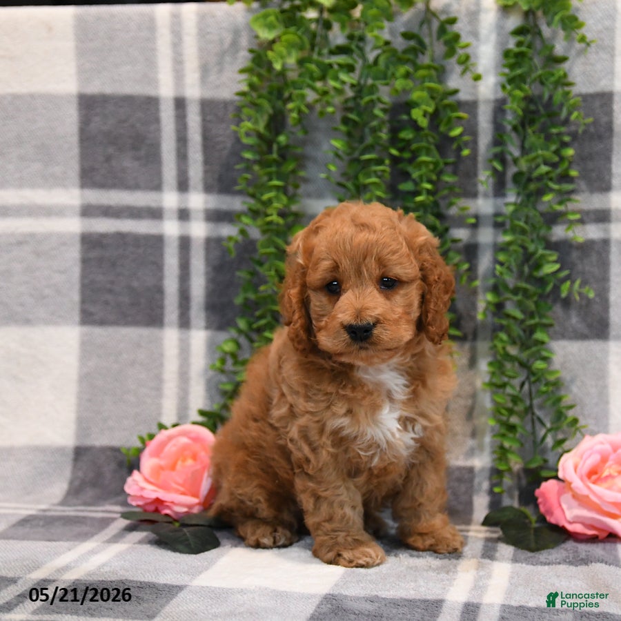 Cockapoo dogs Ike - Ad 2