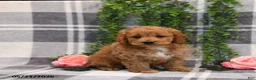 Cockapoo dogs for sale: Ike - Ad 2