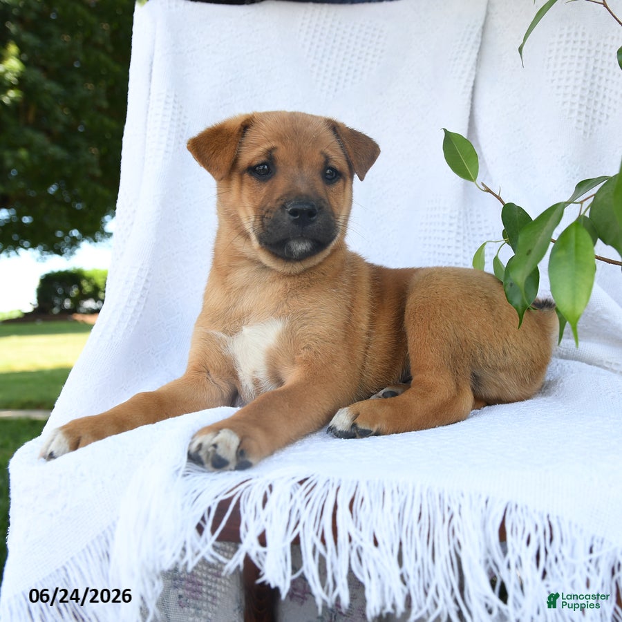 Shiba Inu dogs Rocky  - Ad 2
