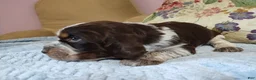 English Springer Spaniel dogs for sale: Mr. Fritz - Ad 4